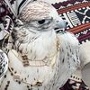 hiba_alhashmi