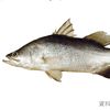 louischen72