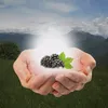 murshmul_a