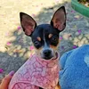 pinscher.amora