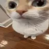 orickjosee