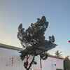 rzqiasha