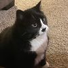 kittythecat19