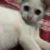sayangdiaaaa2