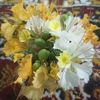 الجهني من جبل رضوى 💕❤️