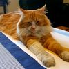 gingerfurs