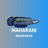 maharanisnakehead