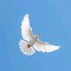 🙏merpati putih🙏