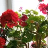 anneta0250._