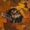natures_gifts