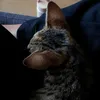 save_the_animals10