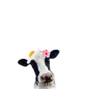 sxdkira