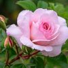 sheikha_ma