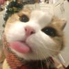 whatabout_saru