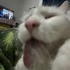 ang3lkitty6