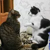 nata_0911