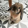 rabbitslover29999999