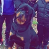 Rottweiler2x tiktok
