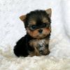 dog.glowups