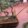 dinhcongchi959