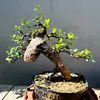 hiephiep0805