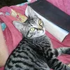ilovecat728