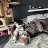 kimi_anton_louie