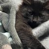 queenofheartsrescue