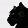 diyar.hussam