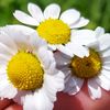 gula_amede021