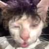 tik_tok.account1