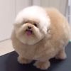touchthamoon