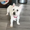 angeldog.1
