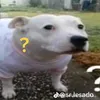 tutu.ds