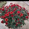 huseyin_ali_313