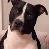 detroitpuppers