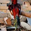 kamran_qureshi21