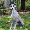 ellethewhippet