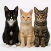 skopicat3