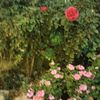 abd_baset