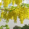duonglehaidang2k