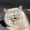 chaillesmol