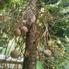 aungau49347811441