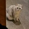 jhncdvae