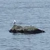 swedishfreshwaterfishing