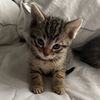 kitty.michy