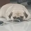 unknow_pie