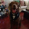 maxi_labrador_chocolate