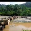 berkah_kayu_balam