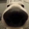 breadenjoyer98